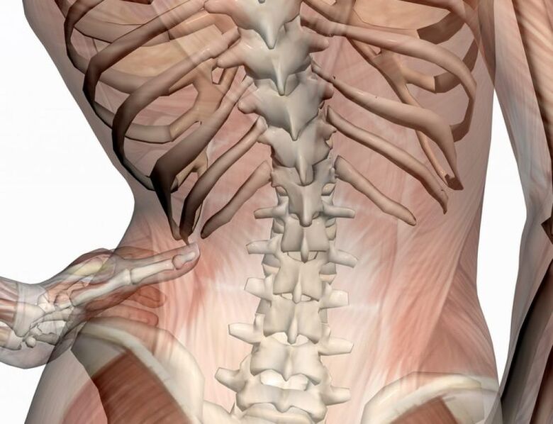 Estrutura da columna lumbar